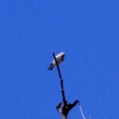 Carduelis carduelis at Harrison, ACT - 10 Mar 2019