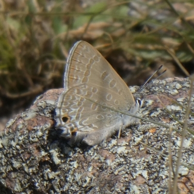 Jalmenus icilius (Amethyst Hairstreak) at Theodore, ACT - 9 Mar 2019 by owenh