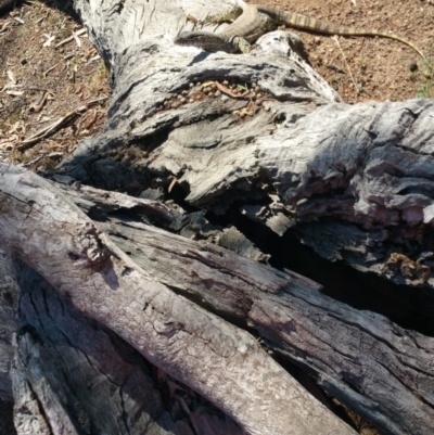 Varanus rosenbergi (Heath or Rosenberg's Monitor) at Hackett, ACT - 7 Mar 2019 by Kym