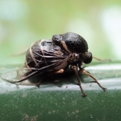 Ogcodes sp. (genus) (Hunchback Fly) at Cook, ACT - 6 Mar 2019 by CathB