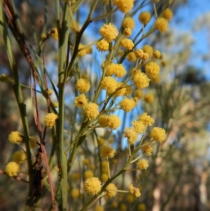 Acacia linearifolia at Dunlop, ACT - 8 Mar 2019 04:34 PM