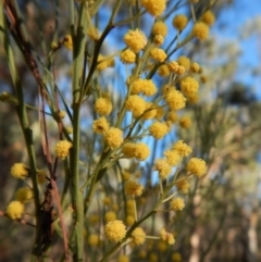 Acacia linearifolia (Narrow-leaved Wattle) at Dunlop, ACT - 8 Mar 2019 by CathB