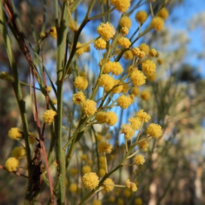 Acacia linearifolia (Narrow-leaved Wattle) at Dunlop, ACT - 8 Mar 2019 by CathB