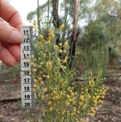 Acacia linearifolia at Dunlop, ACT - 8 Mar 2019
