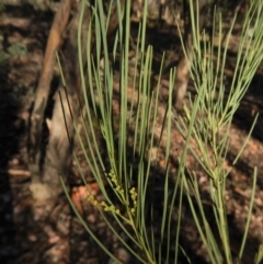 Acacia linearifolia at Dunlop, ACT - 8 Mar 2019 04:34 PM