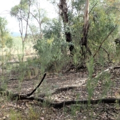 Acacia linearifolia at Dunlop, ACT - 8 Mar 2019