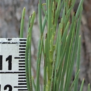 Acacia linearifolia at Dunlop, ACT - 8 Mar 2019