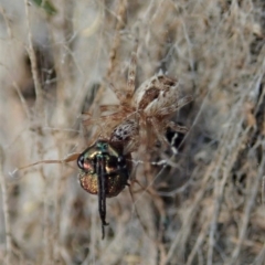 Phryganoporus candidus (Foliage-webbing social spider) at Aranda Bushland - 8 Mar 2019 by CathB