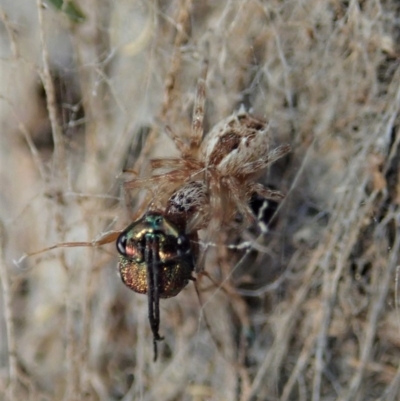 Phryganoporus candidus (Foliage-webbing social spider) at Dunlop, ACT - 8 Mar 2019 by CathB