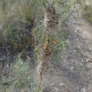 Phryganoporus candidus at Dunlop, ACT - 9 Mar 2019