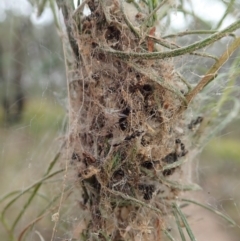 Phryganoporus candidus at Dunlop, ACT - 9 Mar 2019