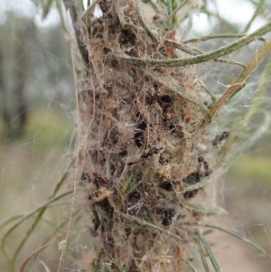 Phryganoporus candidus at Dunlop, ACT - 9 Mar 2019