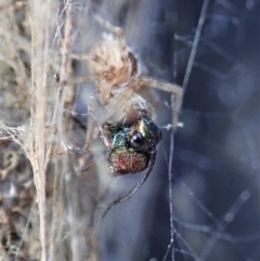 Eucharitidae (family) at Dunlop, ACT - 8 Mar 2019