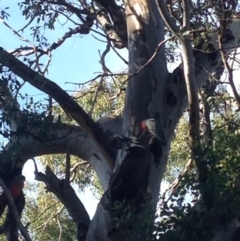 Callocephalon fimbriatum (Gang-gang Cockatoo) at Deakin, ACT - 10 Mar 2019 by jennyt