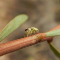 Opisthoncus grassator (Jumping spider) at Dunlop, ACT - 5 Mar 2019 by CathB