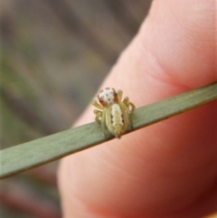 Opisthoncus grassator at Dunlop, ACT - 6 Mar 2019