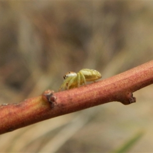 Opisthoncus grassator at Dunlop, ACT - 6 Mar 2019