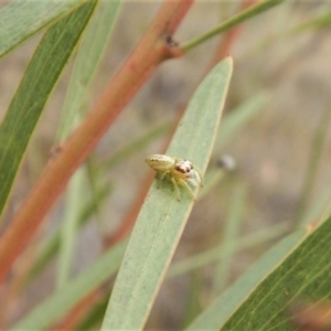 Opisthoncus grassator at Dunlop, ACT - 6 Mar 2019 08:03 AM