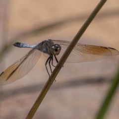 Orthetrum caledonicum (Blue Skimmer) at Coombs Ponds - 3 Mar 2019 by rawshorty