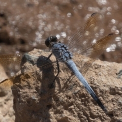 Orthetrum caledonicum at Coombs, ACT - 3 Mar 2019 12:59 PM