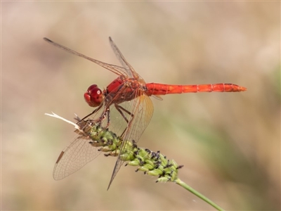 Diplacodes haematodes (Scarlet Percher) at Coombs, ACT - 3 Mar 2019 by rawshorty