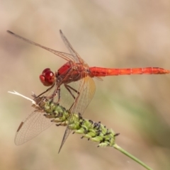 Diplacodes haematodes (Scarlet Percher) at Coombs Ponds - 3 Mar 2019 by rawshorty