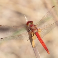 Diplacodes haematodes at Coombs, ACT - 3 Mar 2019