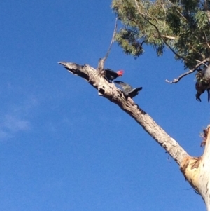 Callocephalon fimbriatum at Deakin, ACT - suppressed