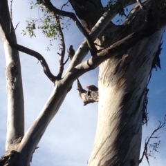 Callocephalon fimbriatum at Deakin, ACT - suppressed