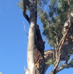 Callocephalon fimbriatum at Deakin, ACT - suppressed