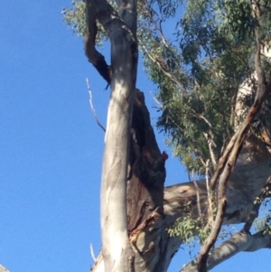 Callocephalon fimbriatum at Deakin, ACT - suppressed