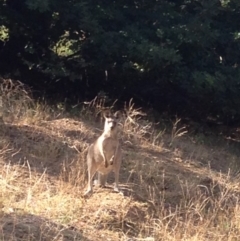 Macropus giganteus (Eastern Grey Kangaroo) at Deakin, ACT - 10 Mar 2019 by jennyt