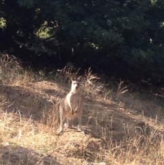 Macropus giganteus (Eastern Grey Kangaroo) at Deakin, ACT - 10 Mar 2019 by jennyt