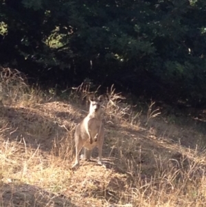 Macropus giganteus at Deakin, ACT - 10 Mar 2019 09:17 AM