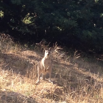 Macropus giganteus (Eastern Grey Kangaroo) at Deakin, ACT - 10 Mar 2019 by jennyt