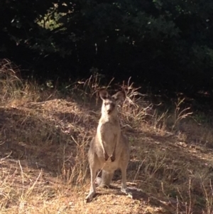 Macropus giganteus at Deakin, ACT - 10 Mar 2019 09:17 AM