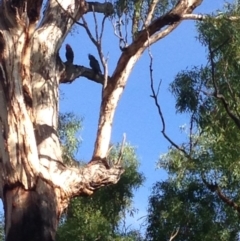 Callocephalon fimbriatum (Gang-gang Cockatoo) at Hughes, ACT - 9 Mar 2019 by jennyt