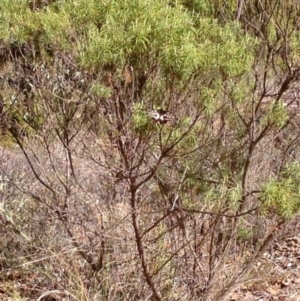 Papilio anactus at Aranda, ACT - 10 Mar 2019