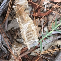 Unidentified Snake at Hughes, ACT - 10 Mar 2019 by KL