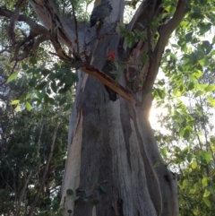 Callocephalon fimbriatum (Gang-gang Cockatoo) at GG100 - 9 Mar 2019 by jennyt