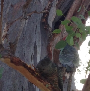 Callocephalon fimbriatum at Hughes, ACT - 10 Mar 2019