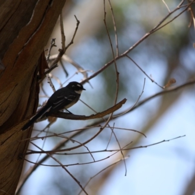 Rhipidura albiscapa (Grey Fantail) at Red Hill Nature Reserve - 8 Mar 2019 by LisaH