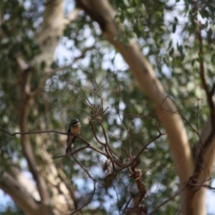 Rhipidura albiscapa at Deakin, ACT - 8 Mar 2019