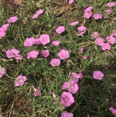 Convolvulus angustissimus subsp. angustissimus (Australian Bindweed) at Hughes Grassy Woodland - 10 Mar 2019 by KL