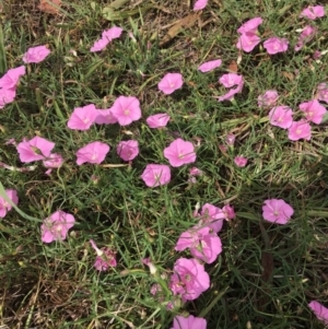 Convolvulus angustissimus subsp. angustissimus at Deakin, ACT - 10 Mar 2019