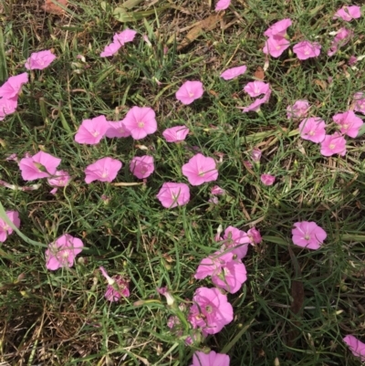 Convolvulus angustissimus subsp. angustissimus (Australian Bindweed) at Hughes Grassy Woodland - 10 Mar 2019 by KL