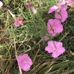 Convolvulus angustissimus subsp. angustissimus at Deakin, ACT - 10 Mar 2019