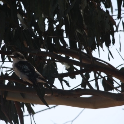 Dacelo novaeguineae (Laughing Kookaburra) at Red Hill to Yarralumla Creek - 8 Mar 2019 by LisaH