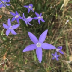 Wahlenbergia sp. (Bluebell) at Hughes Grassy Woodland - 11 Mar 2019 by KL