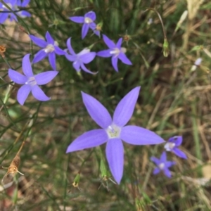 Wahlenbergia sp. at Deakin, ACT - 11 Mar 2019